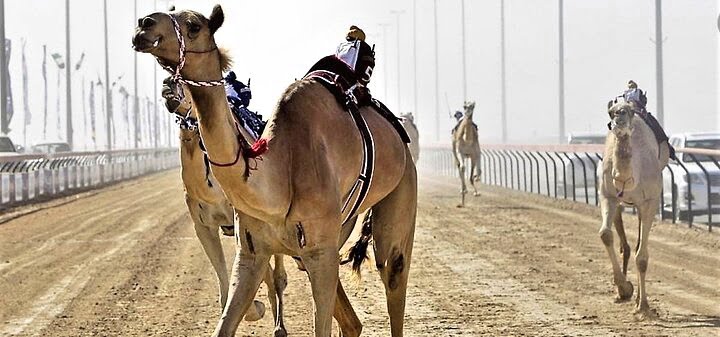 camel Race